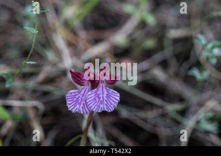 Blumen rosa Schmetterling (Anacamptis papilionacea) Stockfoto