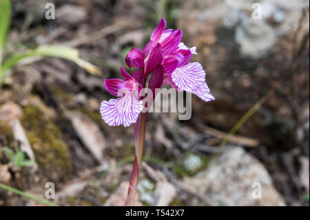 Blumen rosa Schmetterling (Anacamptis papilionacea) Stockfoto