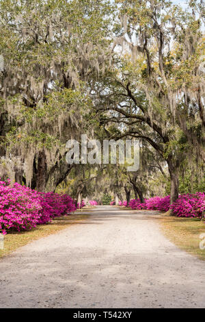 Azalee Blumen in voller Blüte entlang der Allee der Eichen in Bonaventure Cemetery in Savannah, Georgia Stockfoto