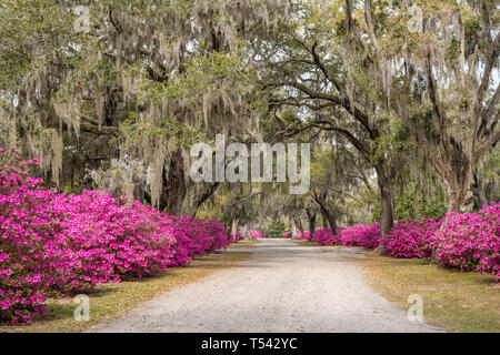 Azalee Blumen in voller Blüte entlang der Allee der Eichen in Bonaventure Cemetery in Savannah, Georgia Stockfoto