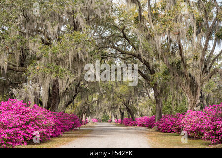 Azalee Blumen in voller Blüte entlang der Allee der Eichen in Bonaventure Cemetery in Savannah, Georgia Stockfoto