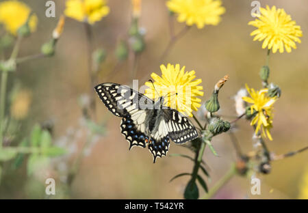 Korsischen Schwalbenschwanz (Papilio hospiton) Ernährung Stockfoto