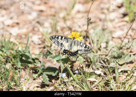 Korsischen Schwalbenschwanz (Papilio hospiton) Ernährung Stockfoto