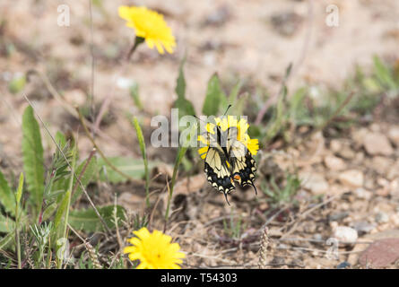 Korsischen Schwalbenschwanz (Papilio hospiton) Ernährung Stockfoto