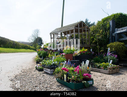 Eine schöne bunte Blume Stall von der Seite der Straße. Stockfoto