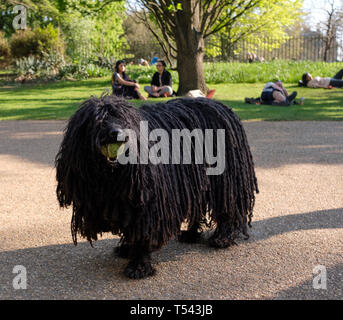 London, Großbritannien. 20. April 2019. Ziggy, an der 420 Veranstaltung, Hyde Park, wie Menschen ihre Wertschätzung von Cannabis zu feiern und zu Kampagne f Stockfoto