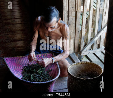 Ältere Iban Mann mit Tribal Tattoos Reinigung schwarze Pfefferkörner, Mengkak Langhaus, Batang Ai, Sarawak (Borneo), Malaysia Stockfoto