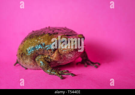 Asiatische bullfrog wie chubby Frosch in der pet-Community bekannt Stockfoto