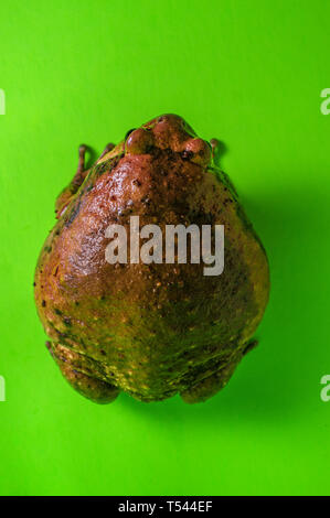 Asiatische bullfrog wie chubby Frosch in der pet-Community bekannt Stockfoto