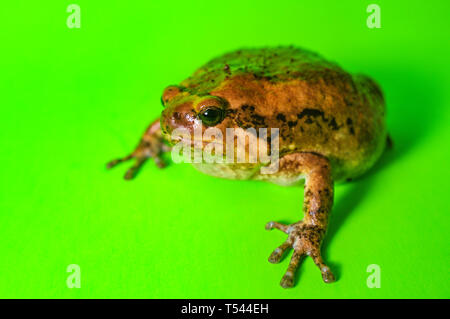 Asiatische bullfrog wie chubby Frosch in der pet-Community bekannt Stockfoto
