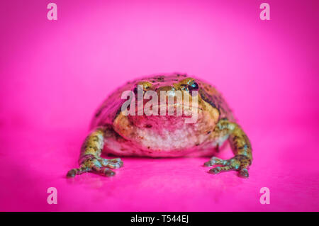 Asiatische bullfrog wie chubby Frosch in der pet-Community bekannt Stockfoto