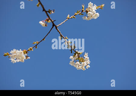 Frucht Baum Blüten gegen den blauen Himmel Stockfoto