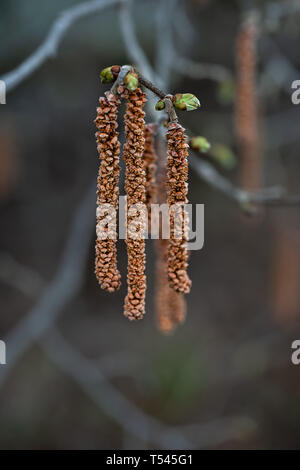 Haselnuss Strauch in voller Blüte Frühling Stockfoto