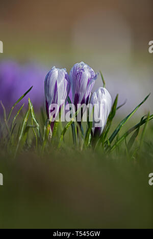 3 kleinen, weißen, lila gestreifte Krokusse Stockfoto
