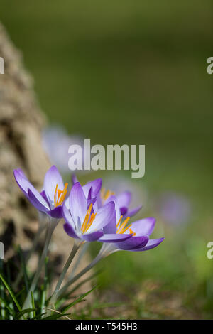 Bündel von blauen Krokusse in der linken unteren Ecke, oben recht, viel Platz für Text Stockfoto