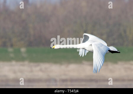 Singschwan, Erwachsene im Flug, Welney Wetland Centre, Norfolk, England, UK. Stockfoto