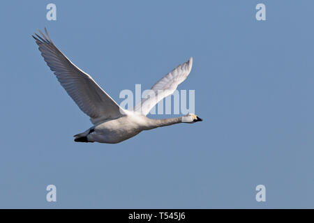 Ein junger Singschwan, Erwachsene im Flug, Welney Wetland Centre, Norfolk, England, UK. Stockfoto