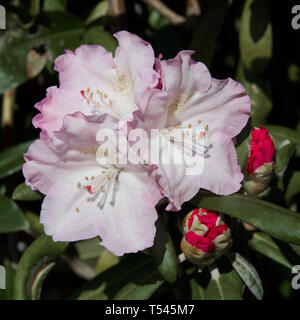 Nahaufnahme eines ein Cluster von rosa Rhododendron Blumen und zwei Knospen am Baum. Stockfoto