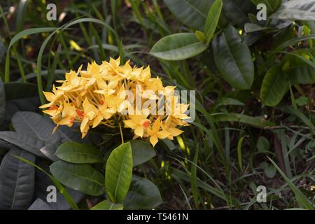 Gelbe Lxora Coccinea Blume Stockfoto