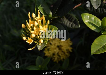 Gelbe Lxora Coccinea Blume Stockfoto