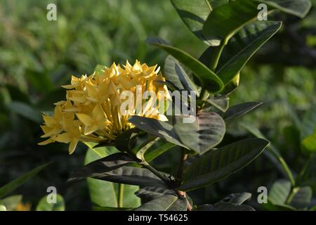 Gelbe Lxora Coccinea Blume Stockfoto