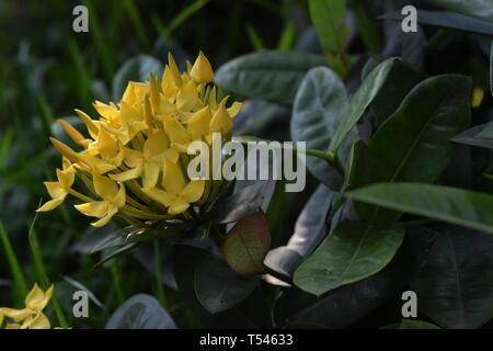 Gelbe Lxora Coccinea Blume Stockfoto