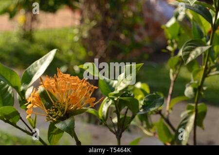 Gelbe Lxora Coccinea Blume Stockfoto