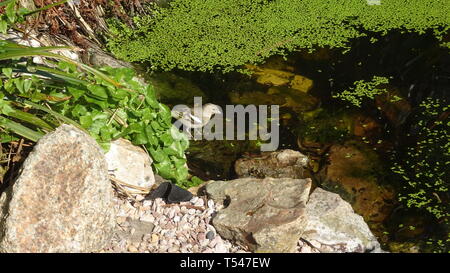 Vogel sitzt auf Teiche Kante warten auf Kaulquappen. In Seaton, Devon, Großbritannien Stockfoto