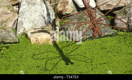 Vogel sitzt auf Teiche Kante warten auf Kaulquappen. In Seaton, Devon, Großbritannien Stockfoto