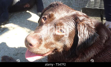 Chocolate Labrador nass nach dem Spiel schwer. In Seaton, Devon, Großbritannien Stockfoto