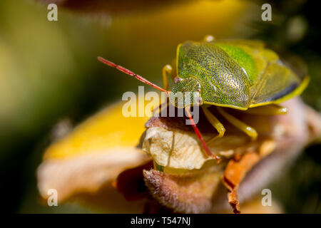 UK Wildlife: Post-über-wintering nach Ginster shieldbug mit Feder Farbe Bildung sitzen auf einem ginster Blühen, Großbritannien Stockfoto