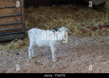 Eine junge weiße Ziege in einer Scheune stand auf Heu Stockfoto