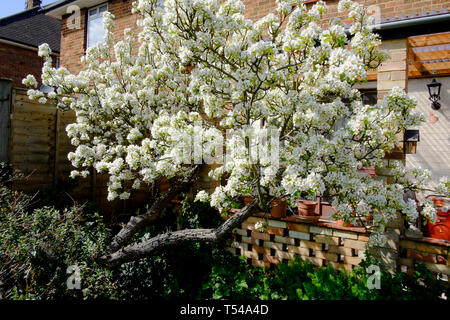 Birnenbaum in voller Blüte im Vorstadtgarten von London. Stockfoto