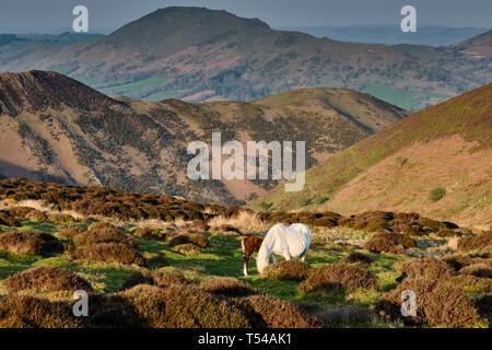 Pferd und Fohlen auf der Long Mynd mit Caer Caradoc im Abstand, Church Stretton, Shropshire Stockfoto