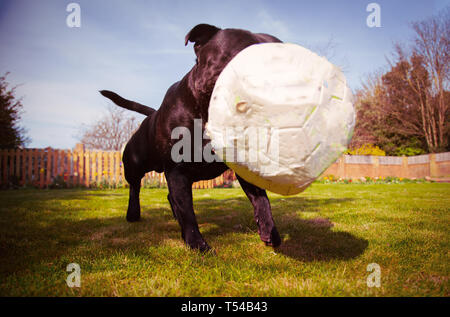 Ein Staffordshire Bull Terrier Hund spielen mit einem Fußball, das ist ein wenig nach Kauen deflationiert. Von einem niedrigen Winkel, der Ball prallt in - vorn Stockfoto