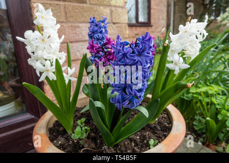 Bunte Hyazinthen Blumen in einem Topf in einen Vorgarten. Stockfoto