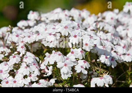 Phlox subulata 'Amazing Grace' Stockfoto