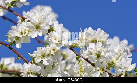 X Exochorda macrantha 'The Bride' pearl Bush Stockfoto