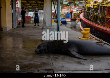 Restaurant Mitarbeiter machen Sie eine Pause von der Arbeit an einem Kalk Bay Hafen Restaurant, während ein Cape Fell Dichtung am Kai liegt. Südafrika Stockfoto