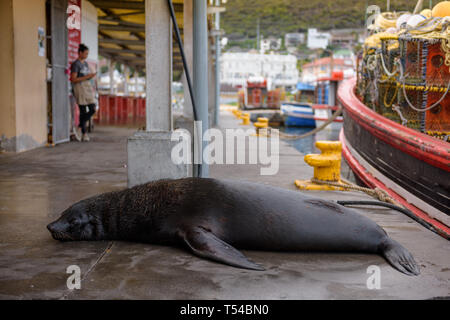 Eine Küche Mitarbeiter nimmt eine Pause von der Arbeit an einem Kalk Bay Hafen Restaurant, während ein Cape Fell Dichtung am Kai liegt. Südafrika Stockfoto