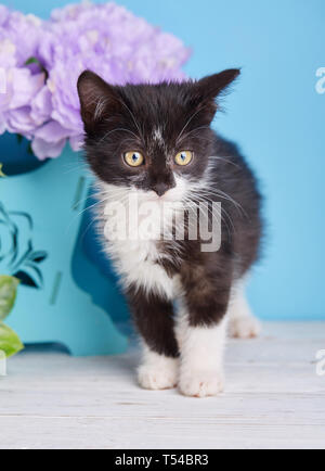 Ein verspieltes Kätzchen sieht. Eine Katze steht neben einem dekorativen Schachtel mit Blumen Stockfoto