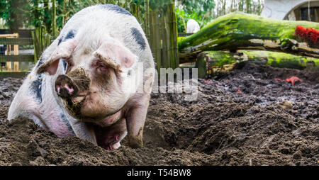 Nahaufnahme eines weiblichen Bentheimer Schwein im Schlamm sitzen, Niederländische Schweine züchten Stockfoto