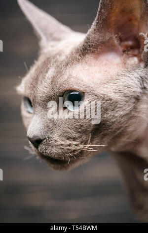 Studio Makro Portrait von Devon Rex Katze. Gepflegte Katze. Stockfoto