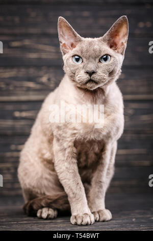 Devon-rex Rasse Katze sitzt auf einem dunklen Hintergrund Stockfoto