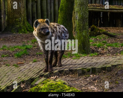 Tüpfelhyäne in Nahaufnahme, Fleisch fressende SÄUGETIER aus den Wüsten Afrikas Stockfoto