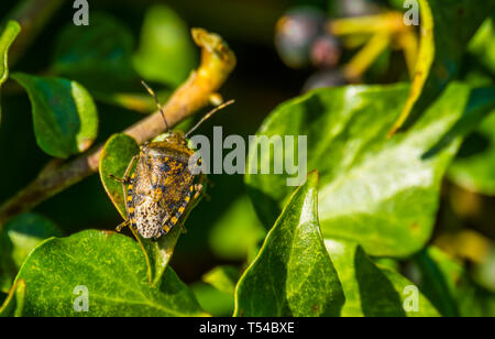 Makro Nahaufnahme eines meliert Shield bug sitzt auf einem grünen ivy Leaf, gemeinsame Insekt aus Europa Stockfoto
