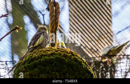 Nymphensittich sitzen auf einem Geflochtenen ball, beliebtes Haustier in der vogelzucht, tropische Vögel aus Australien Stockfoto