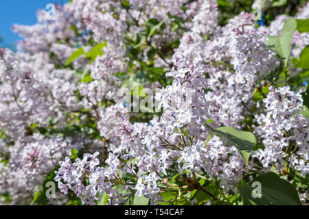 Lila Blumen blühen Blumen close-up im Frühling Garten. Stockfoto