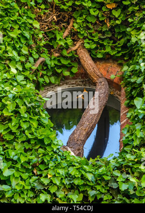 Die dicken Zweig vor dem Fenster Stockfoto