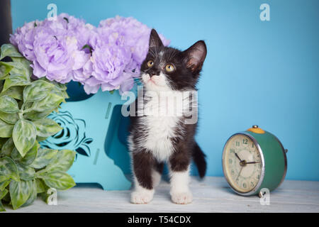 Die Katze steht in der Nähe der retro Wecker und Blumen. Eine lustige Kätzchen Besuch eines Fotografen. Schwarze und weiße Katze steht auf Weiß auf blauem Hintergrund Stockfoto